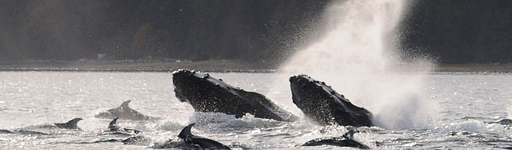 lunging humpback whales, Quadra Island, British Columbia
